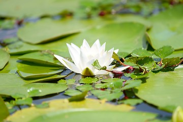 Image showing Water lily in the lake