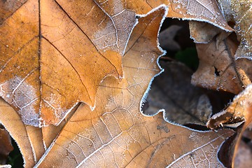 Image showing Fallen leaves