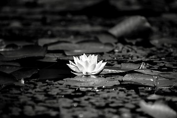 Image showing Water lily in the lake