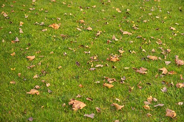 Image showing Green lawn at the park