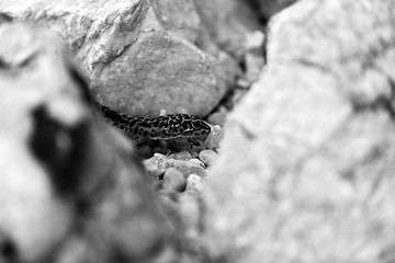 Image showing Gecko lizard on rocks 