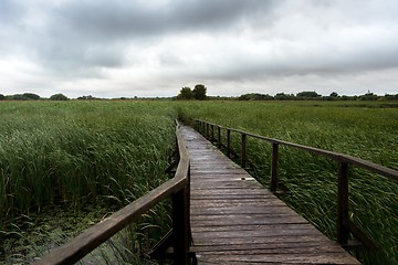 Image showing Wooden path trough the reed