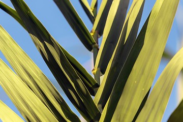 Image showing Fresh green plants outdoors 