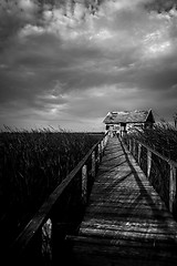 Image showing Wooden path trough the reed