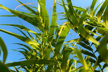 Image showing Fresh green plants outdoors 