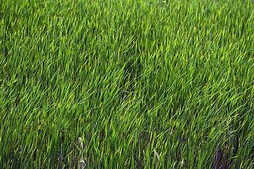 Image showing Fresh green plants outdoors 