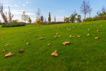 Image showing Green lawn at the park