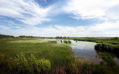 Image showing Fresh green plants outdoors 