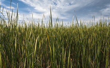 Image showing Fresh green plants outdoors 