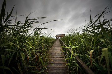 Image showing Wooden path trough the reed