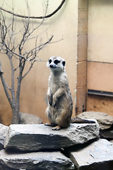 Image showing Meerkat Standing