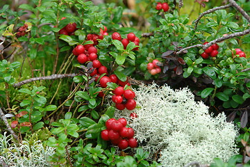 Image showing Mountain cranberries