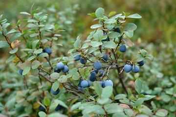 Image showing Bog whortleberries