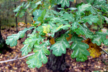 Image showing oak's leaves on the branch