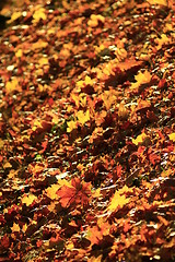 Image showing Autumn yellow leaves in the park