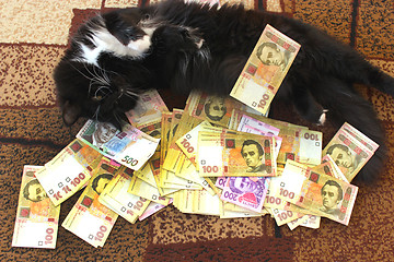 Image showing cat lying on the carpet with Ukrainian money