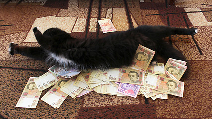 Image showing cat lying on the carpet with Ukrainian money