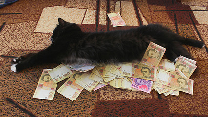 Image showing cat lying on the carpet with Ukrainian money