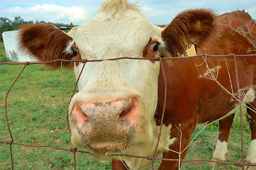 Image showing Nosy Cow