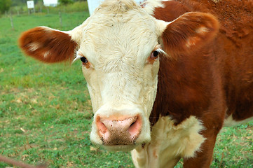 Image showing Cow