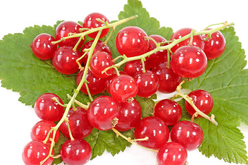 Image showing Red Currants on Leaf