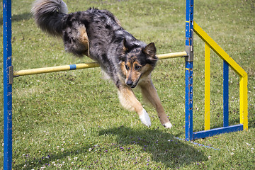 Image showing Dog Agility jumping