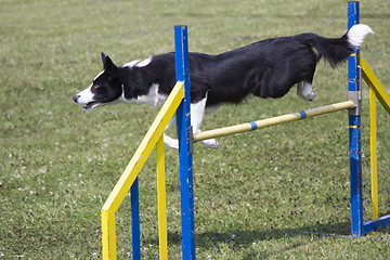 Image showing Dog Agility jumping