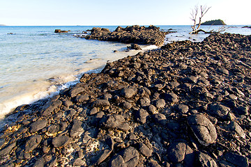 Image showing     madagascar    andilana  seaweed        dead tree