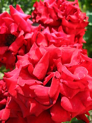 Image showing beautiful flowers of red roses