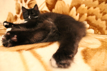 Image showing black cat lying prone on the bed