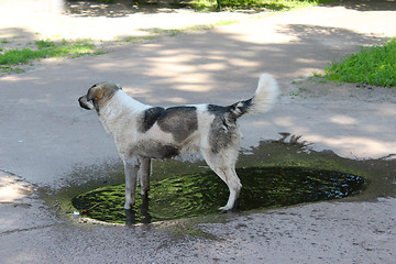 Image showing Big dog slaking its thirst in pool