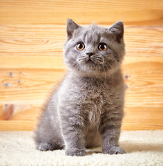 Image showing portrait of british kitten