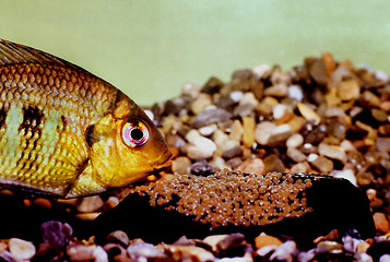 Image showing Mary's cichlid female protecting eggs, Pelmatolapia mariae.