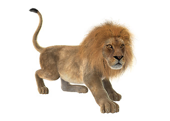 Image showing Male Lion