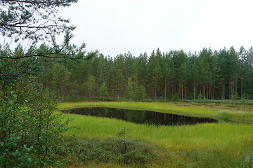 Image showing Pond in green