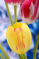 Image showing Yellow tulips close upclose up to red tulips