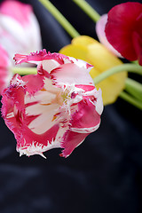 Image showing Red tulips on black, flowers