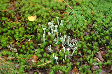 Image showing Small green fungus