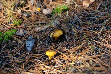 Image showing Hidden Chantarelles