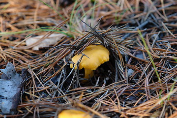 Image showing Chantarelle