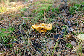 Image showing Hard to find Chantarelles