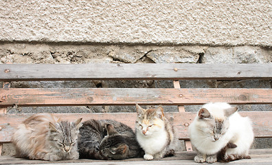 Image showing four cats