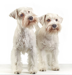 Image showing white schnauzer puppies