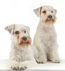 Image showing white schnauzer puppies