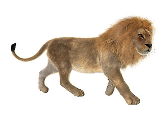 Image showing Male Lion