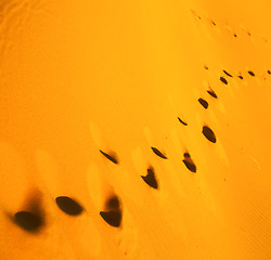 Image showing africa the brown sand dune in   sahara morocco desert line