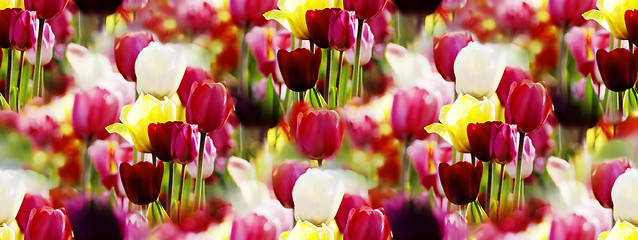 Image showing panorama of multicolor tulips