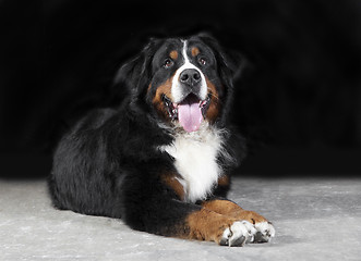 Image showing Bernese mountain dog Studio