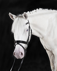 Image showing German Riding Pony