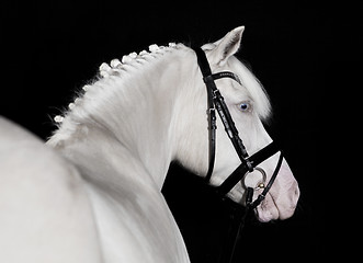 Image showing Riding Pony white